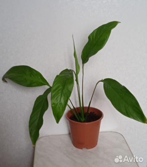 Спатифиллум