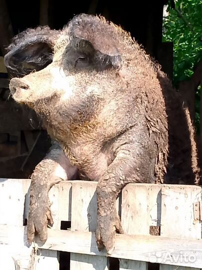 Свиноматка