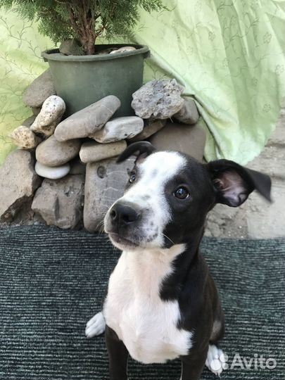 Щенок амстаффа