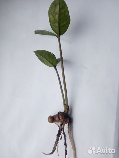 Долларовое дерево (замиокулькас)