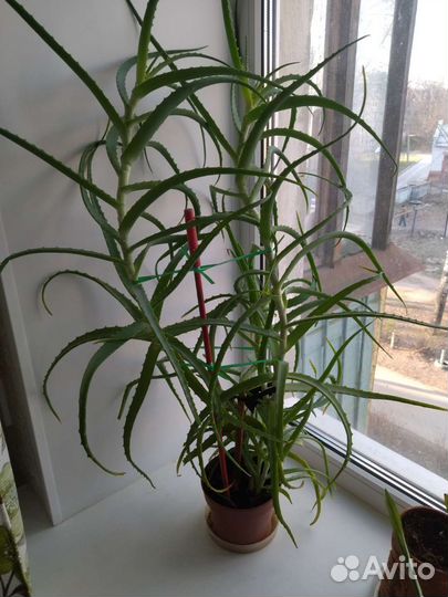 Комнатные цветы