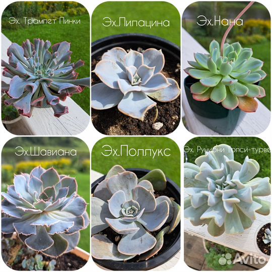 Суккуленты. Эхеверия