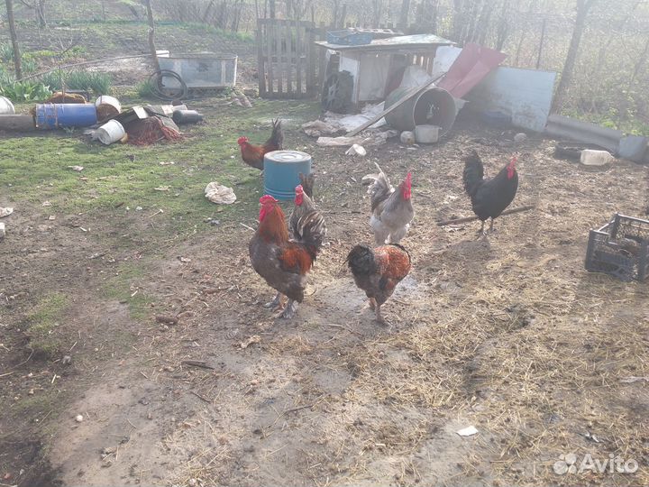Куры петухи