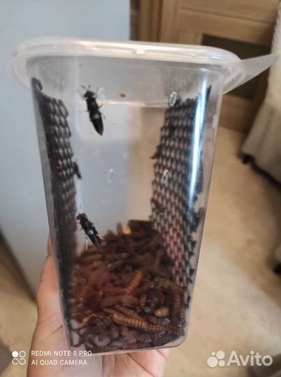 Зофобас, мучник, огневка, львинка (живой корм)