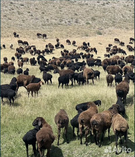 Бараны и овцы на Курбан Байрам Нижнекамск