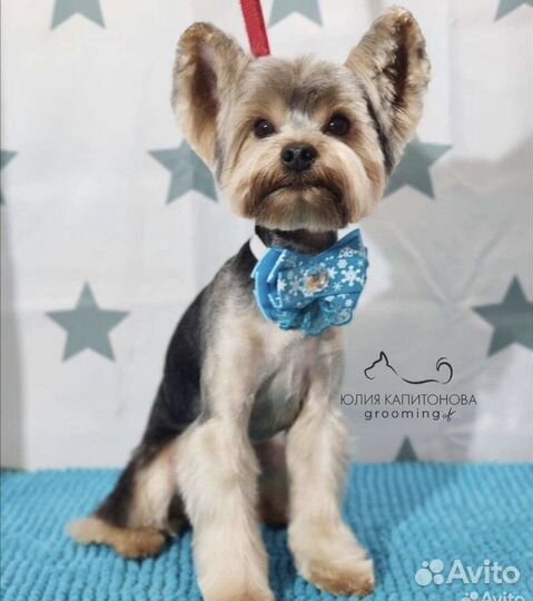 Вязка, Мальчик, Йоркширский терьер