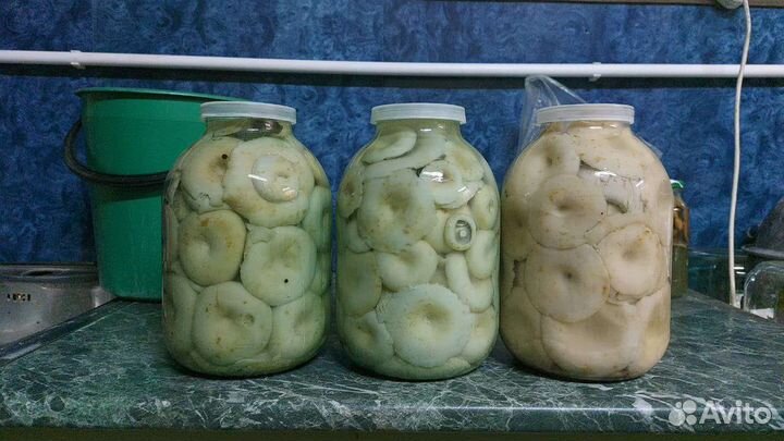 Грузди соленые урожай 2022 года