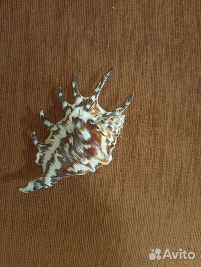 Ракушка продам или поменяюсь