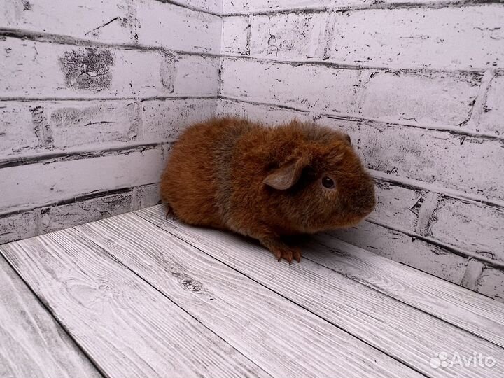 Морская свинка американский тедди, девочка