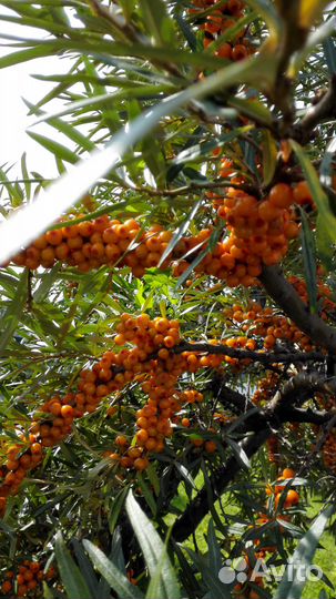 Саженцы вишни,ирги, облепихи, кр.черемухи