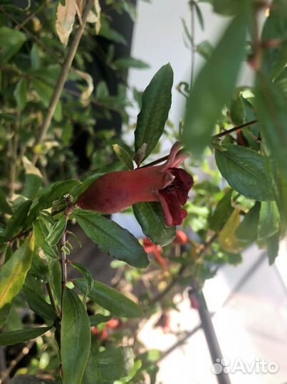 Гранатовое дерево карликовый гранат