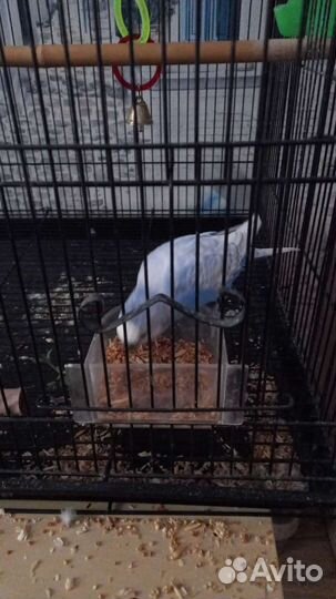 Передержка домашних животных (кмр)