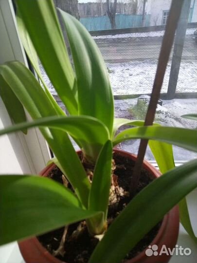 Фикус Бенджамина