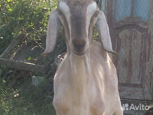 Нубийские козы