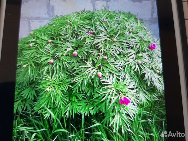 Пион марьин корень