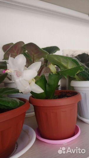 Декабрист шлюмбергера