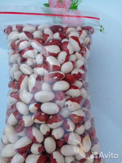 Фасоль семенная кустовая