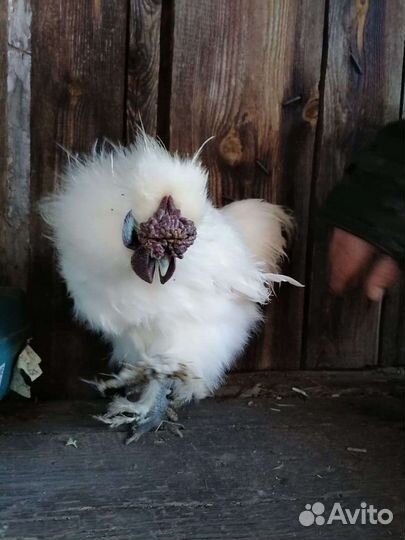 Петух китайский шелковый