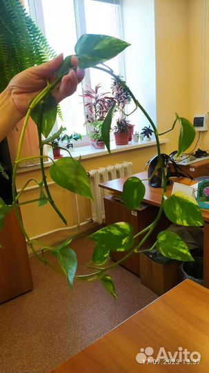 Сциндапсус