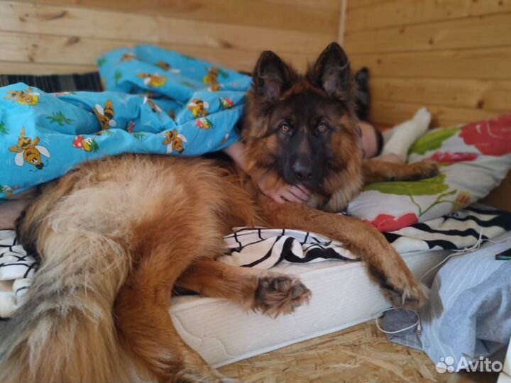 Немецкая овчарка вязка