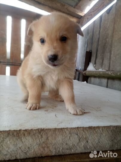 Щенята в добрые руки