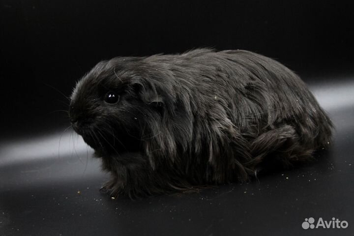 Морская свинка шелти