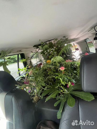 Садовые и комнатные растения