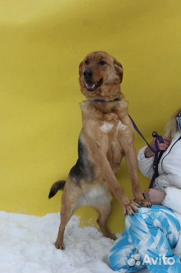 Возми собаку из приюта