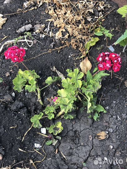 Пеларгония