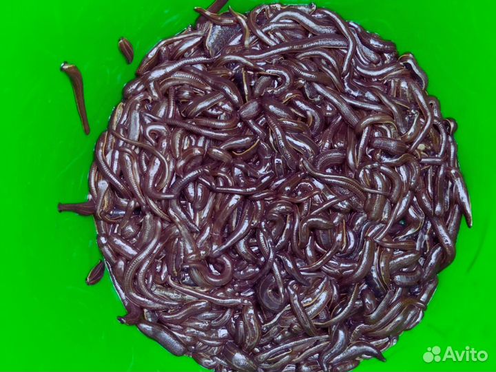 В Продаже Пиявка