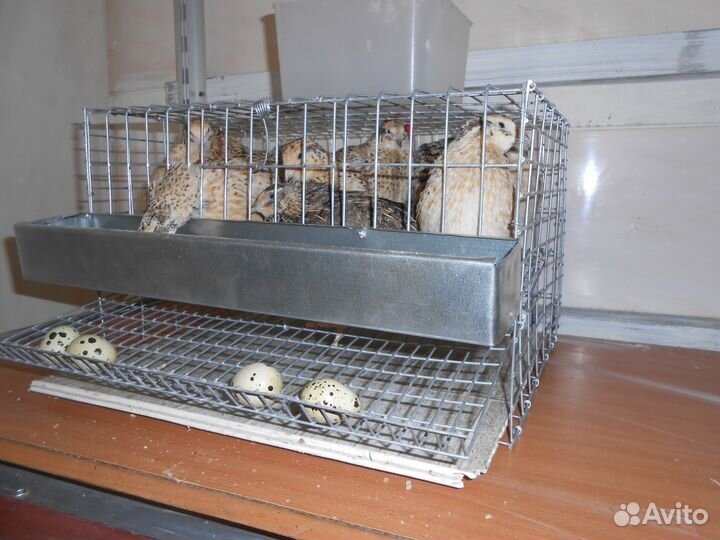 10 перепелов-несушек с клеткой