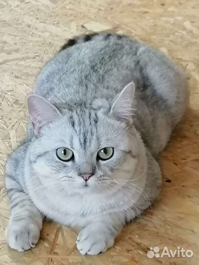 Кот шотландец вязка