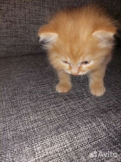 Котята породы Курильский бобтейл