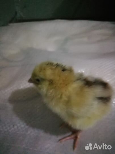 Перепела,цыплята