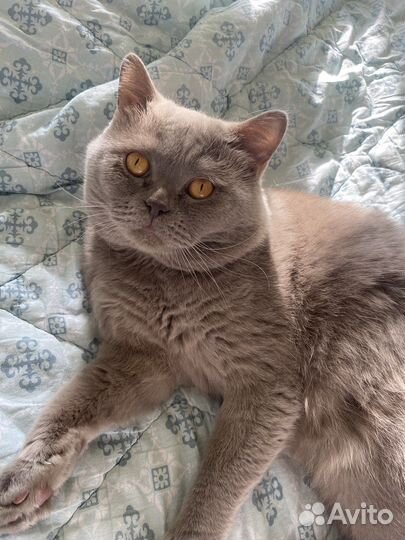 Шотландский кот вязка
