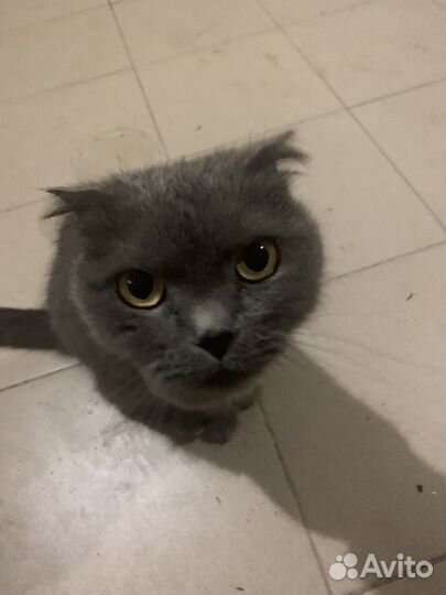 Шотландская кошечка даром