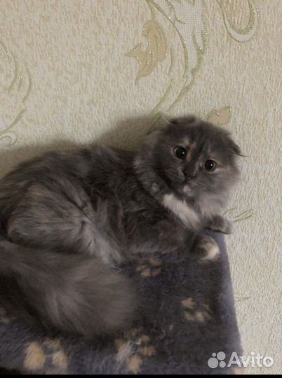 Кошечка в добрые руки