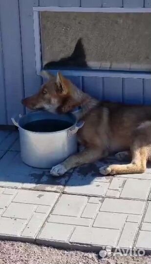 Красивая собака в добрые руки