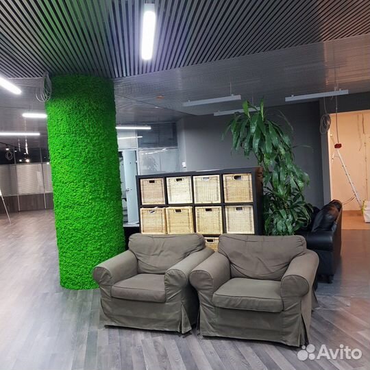 Мох Растения Фитостены