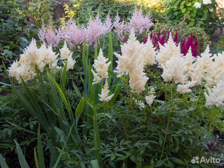 Астильба белая, розовая