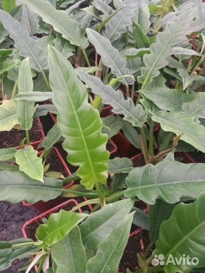 Филодендроны