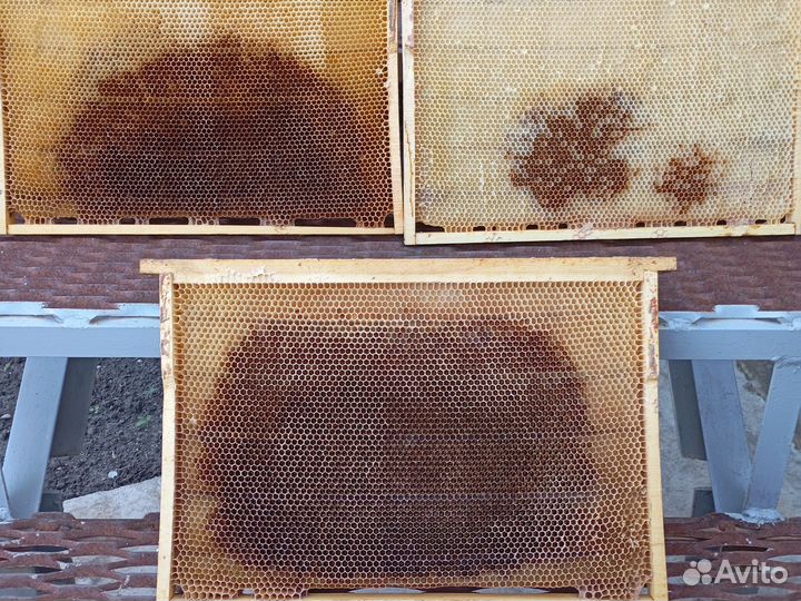 Сушь для пчел