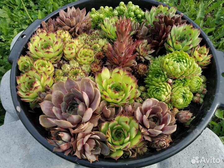 Молодило, семпервивум