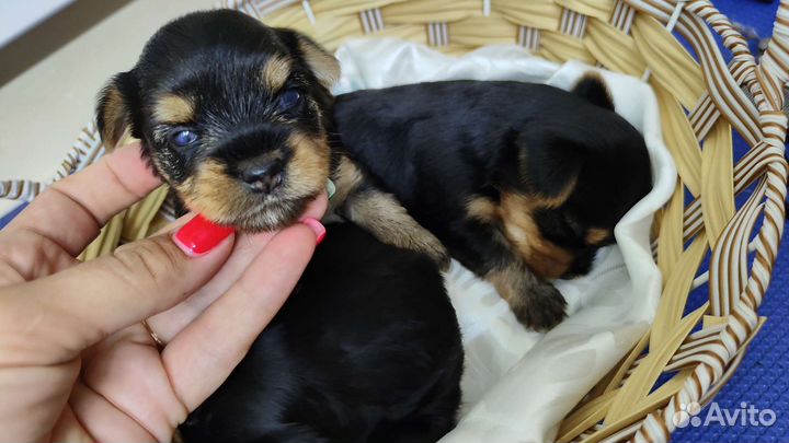 Малыши цветного йорка