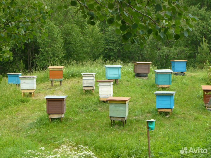 Улей с пчелами