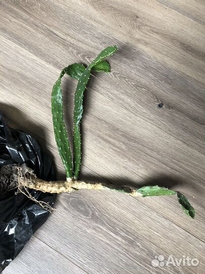 Кактусы бесплатно оппунция