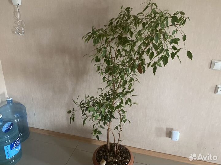 Фикус бенджамина пестролистный