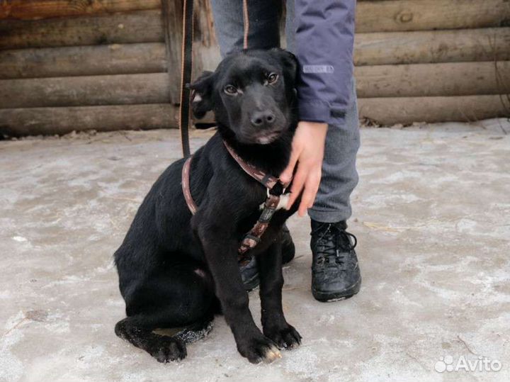 Щенок мальчик