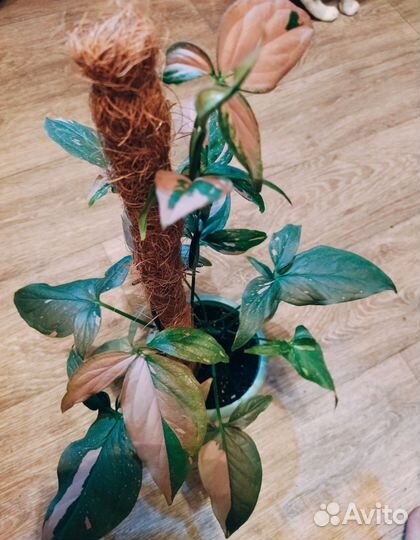 Сингониумы сортовые