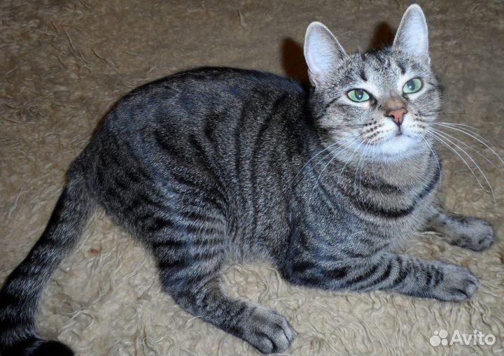 Кошечка «Обнимашечка-Целовашечка» в дар в добрые р